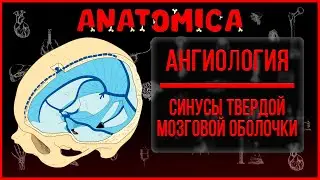 Синусы твердой мозговой оболочки /Ангиология