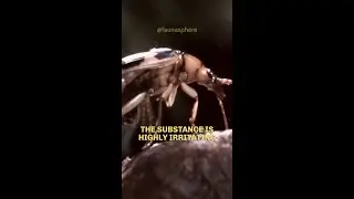 🪲 Bombardier Beetle | The Acid Spray Killer 