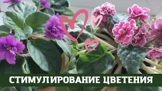 Violets, How to Make them Bloom, 5 Ways