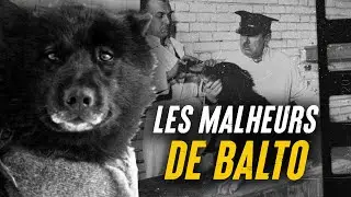 la VÉRITABLE HISTOIRE de BALTO