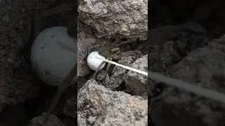 Фауна моего двора-3