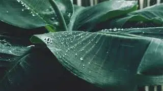 RAIN Practice: Self-Compassion for Lawyers
