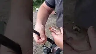 Худяки. Лящ на pop up і не тільки...