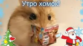 Утро хомяков!)