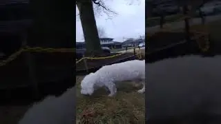 Kikush walking