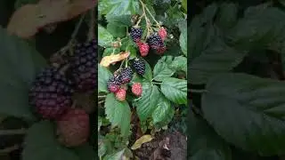 Неубиваемая и невыводимая ежевика Черная магия