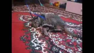 Чина не хочет гулять в поводке