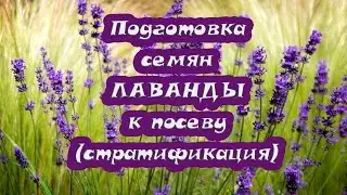 Подготовка семян Лаванды перед посевом