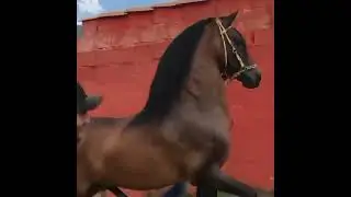 Caballo semental colombiano