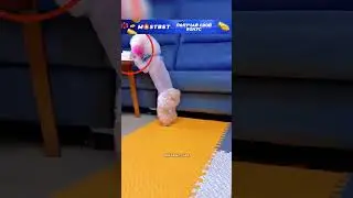 Животные понимают нас лучше, чем мы сами! 🥹❤️ 