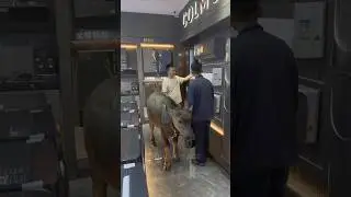 VIP  Pet Bull  😵.       