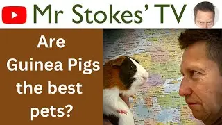 Are Guinea Pigs the best pets?