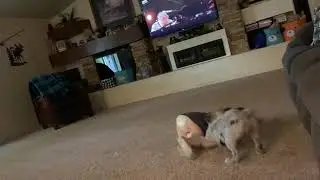 Dog and child