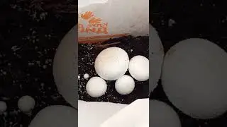 ну вот и грибы 😁 полное видео на дзен канал "Растим вместе"
