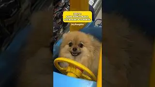 Тетя Джой не обидит мальчика😎 #шпиц #померанскийшпиц #pets #pomeranian #шпицмини #смешноевидео