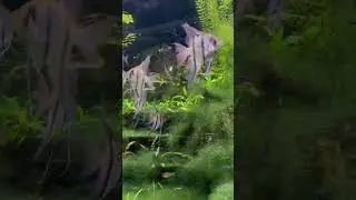 не уверена, что водоросли часть декораций в Москвариуме