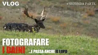 FOTOGRAFARE I DAINI - E passa anche il LUPO - Fotografia Naturalistica - VLOG Parte 2