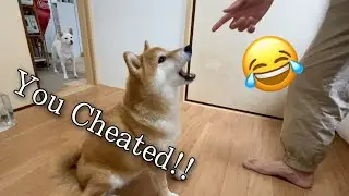 Bamboozled Shiba inu