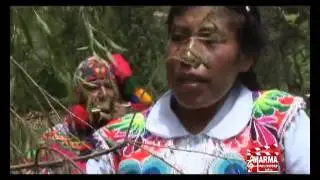 Saucecito verde
