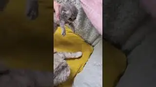 Chloe's cat has only one kitten, a boy 