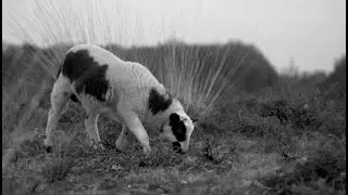 The Lamb