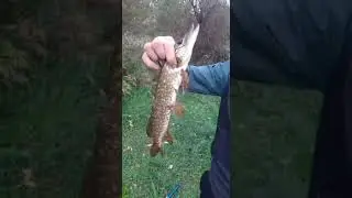 Осенняя щука на спиннинг