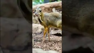 Самый маленький в мире олень!