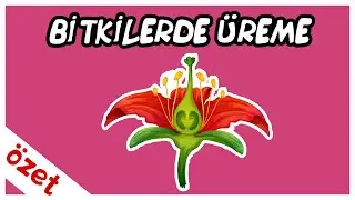 Bitkilerde Üreme Özet / AYT Biyoloji
