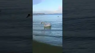 Baltic Sea: The youngest sea