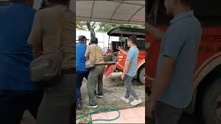 Buaya besar di Berau #fypシ #fypシ゚viral