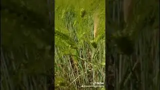 23 мая 2020 г. Поле