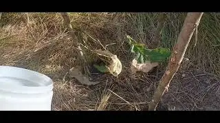 Поливаем дубочки Семёновских чтений