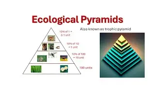Ecological Pyramids | Trophic pyramid | Pyramid of Numbers | Pyramid of Biomass | Pyramid of Energy