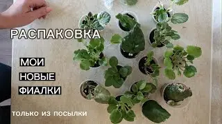Мои новые фиалки. Распаковка
