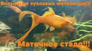 Вильчатые вуалевые меченосцы.
