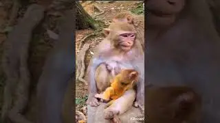 very sad monkey ,emotional and exhausted monkey