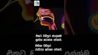 නාස් කුහර දෙකක් තිබුනට එකයි වැඩකරන්නේ! ඇයි? | Nasal Breathing | 