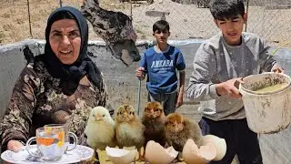 Our Mountain Morning Turned Magical When the Chicks Finally Hatched