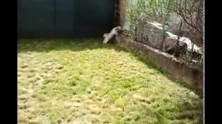 Shih-tzu kenny