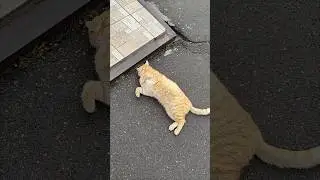 Рыжий Кот. Возле Храма Всех Святых