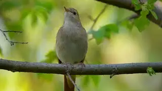 Ой, у зялёненькім садочку - ансамбль 