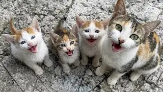 The cat Lam and her kittens let out a hysterical meow when they saw me; they were unusually hungry
