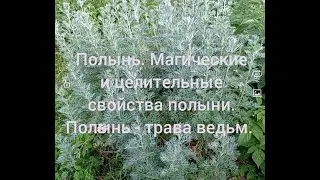 Полынь. Магические и целительные свойства полыни