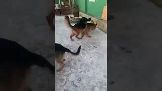 Когда с братанами украли у деда самогон 🤤