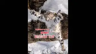 suara macan tutul salju #snowleopard #spesies #wildlife