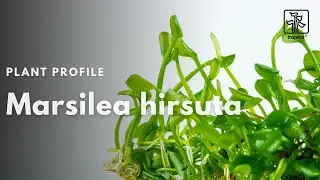 Marselia hirsuta