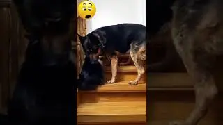#dog #cat #germanshepherd #немецкаяовчарка