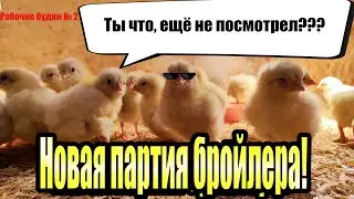 Приехал новый бройлер / выращиваем вместе. Рабочие будни №2