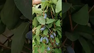 Поздний урожай.