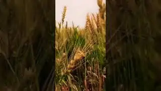 farming 🚜